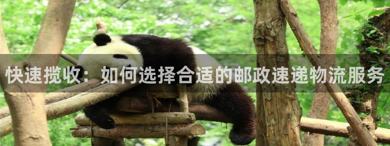 旺财28怎么注册：快速揽收：如何选择