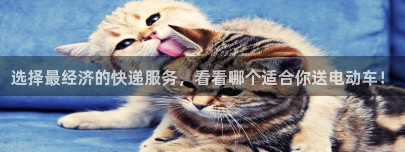 旺财28激活码：选择最经济的快递服务